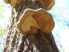 Pleurotus calyptratus