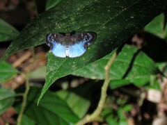 Pythonides grandis