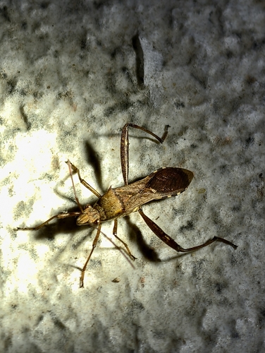 Riptortus pedestris
