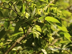 Carpinus kawakamii