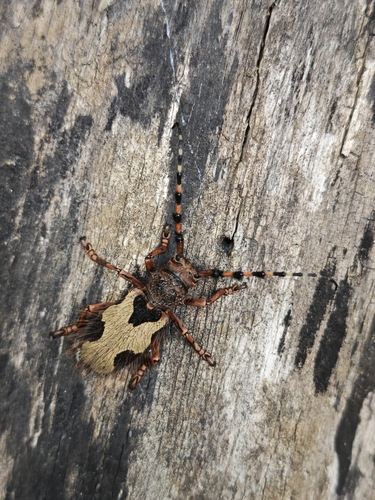 Arctolamia fruhstorferi