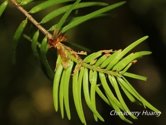 Pseudotsuga wilsoniana