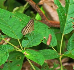 Cissia proba