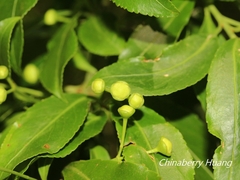 Euonymus carnosus