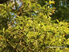 Vaccinium bracteatum