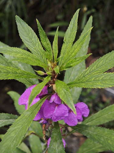 Garden balsam