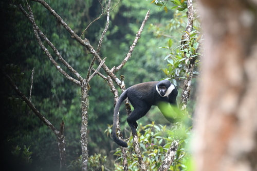 L'Hoest's Monkey