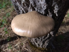 Pleurotus calyptratus
