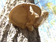 Pleurotus calyptratus