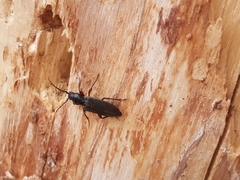 Tetropium castaneum