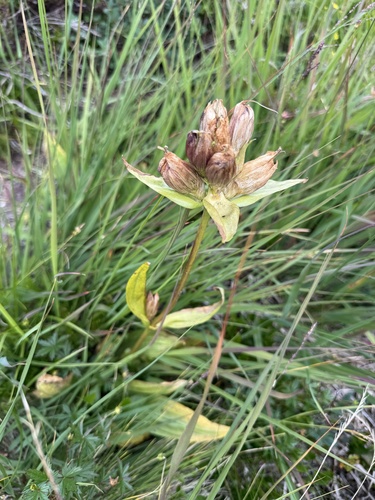 Purple Gentian