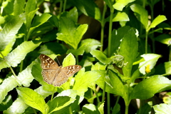 Junonia erigone