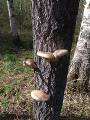 Pleurotus calyptratus