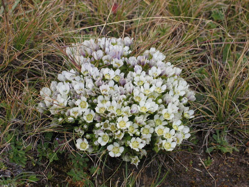 Swertia lugardae