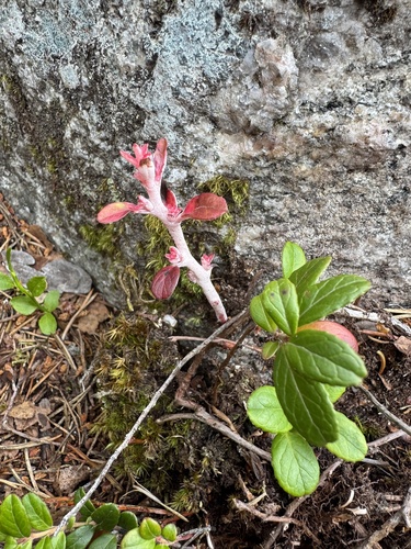 Lingonberry Gall