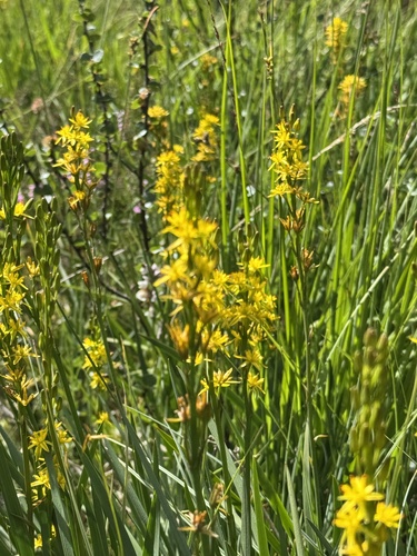 bog asphodel