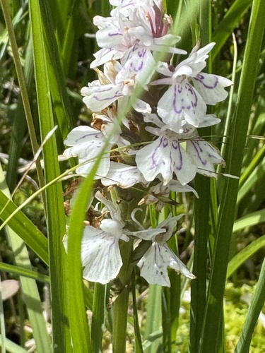 heath spotted orchid