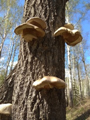 Pleurotus calyptratus
