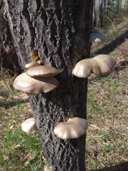 Pleurotus calyptratus