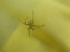 Micrommata