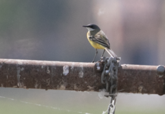 Motacilla flava cinereocapilla