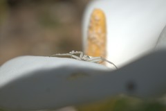 Misumena vatia