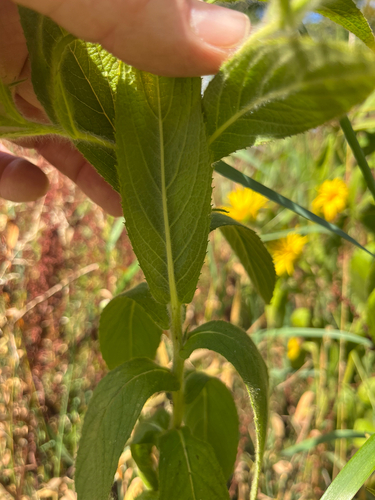 Inula hookeri, photograph 4