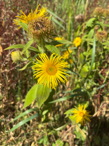 Inula hookeri, photograph 2