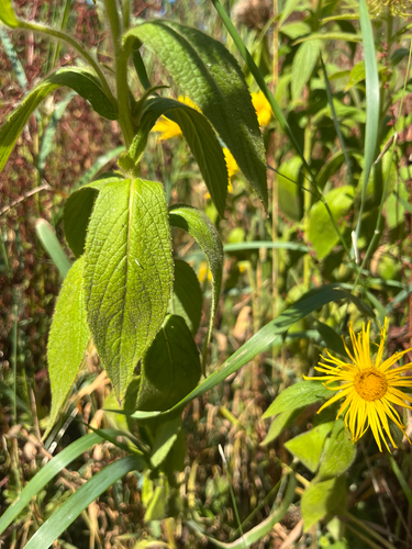 Inula hookeri, photograph 3