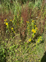 Inula hookeri, photograph (c) scottvance, some rights reserved (CC BY)