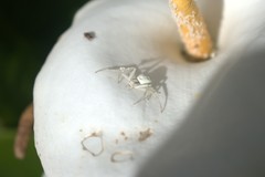 Misumena vatia