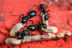 Camponotus werthi