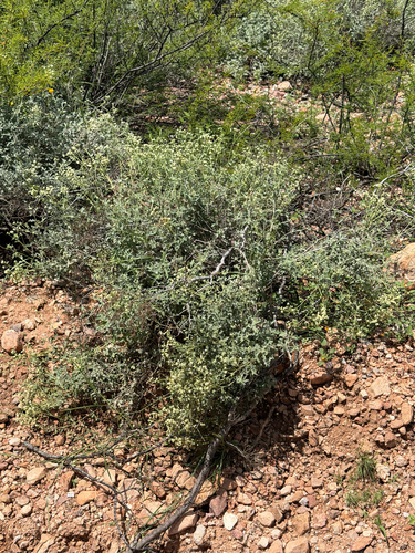 Parthenium incanum, photograph 6