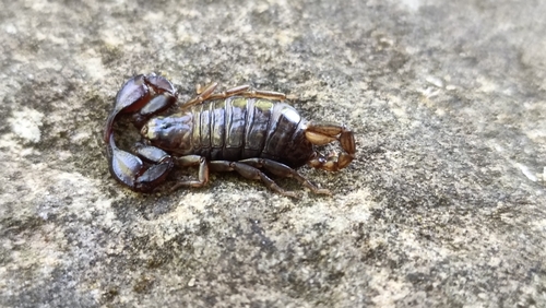 Euscorpius sicanus