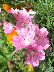 Sidalcea hirtipes
