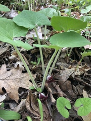 Asarum canadense canadense
