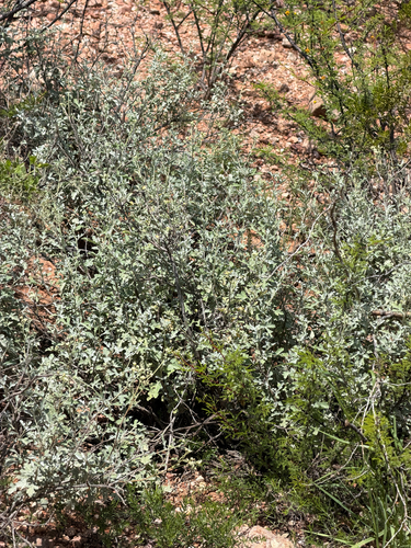 Parthenium incanum, photograph 5