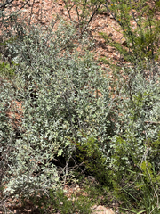 Parthenium incanum, photograph (c) CK2AZ, some rights reserved (CC BY)