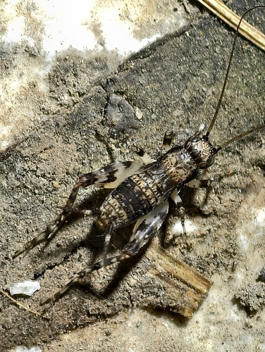 Dianemobius fascipes