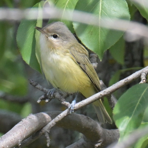 Eastern Warbling Vireo