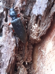 Tetropium castaneum