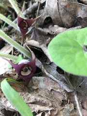 Asarum canadense canadense