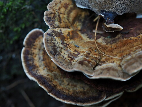 Inonotus leporinus, 2026-08-07