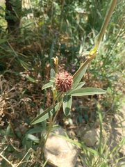 Trifolium alpestre, photograph (c) Maria Kohanovskaya, some rights reserved (CC BY)