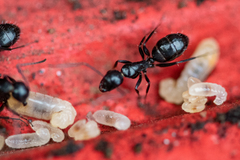 Camponotus werthi