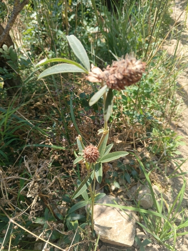 Trifolium alpestre, photograph 5