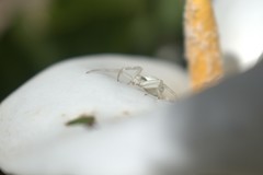 Misumena vatia