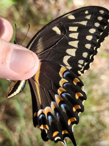 Palamedes Swallowtail