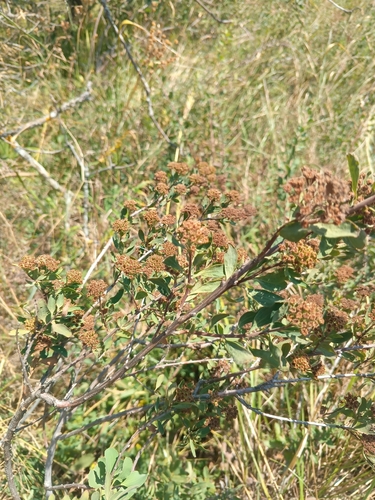 Spiraea crenata, photograph 2