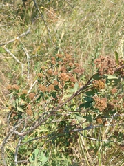 Spiraea crenata, photograph (c) Maria Kohanovskaya, some rights reserved (CC BY)